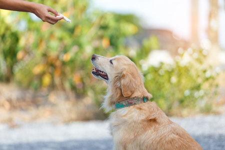 Woman owner of golden retriever training her dog for feeding food.の写真素材