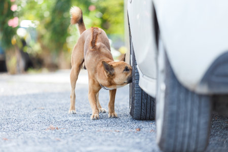 Thai dog's smelling and survey around car wheel before pee.の写真素材