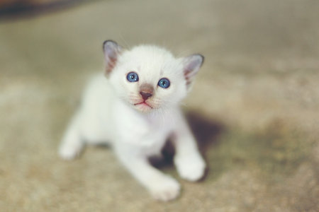 White kitten looking something in the air.の写真素材