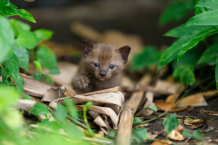 Black kitten survey at little green plate in the first time.の写真素材