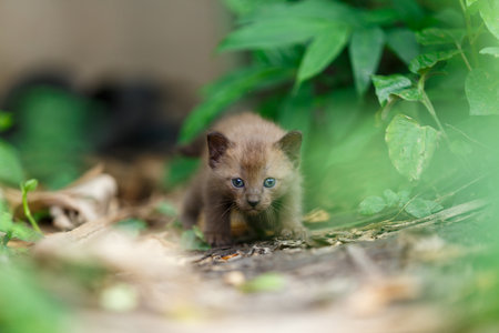 Black kitten survey at little green plate in the first time.の写真素材
