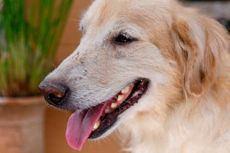 Head shoot of golden retriever with it tongue.