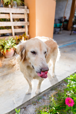 golden retriever dog licking nose.の写真素材