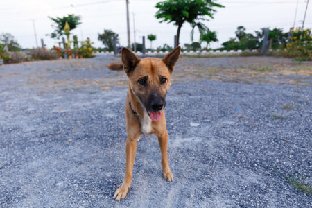 Brow Thai dog standing and looking at the camera.の写真素材