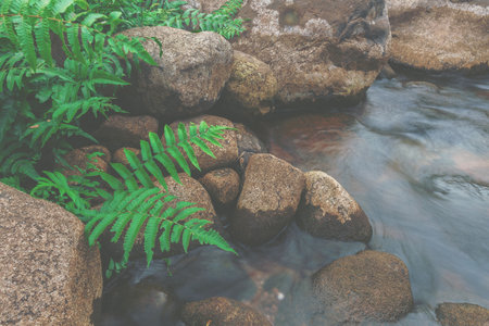 Top view of Natural stream with rock and fern and smooth flowing water in the forest.の写真素材