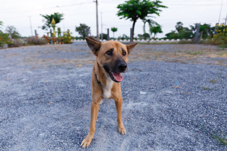 Brow Thai dog standing and looking at the camera.の写真素材