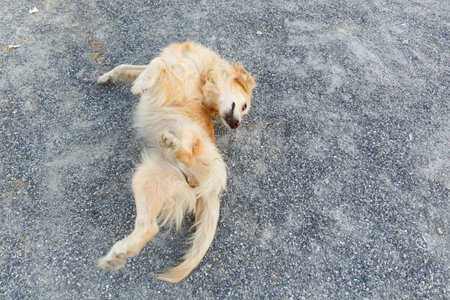 Golden retriever scratching its back on rock floor.の写真素材