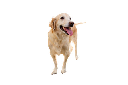 Golden retriever standing on white backgroundの写真素材