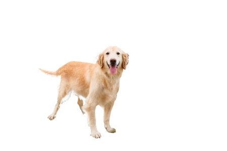Golden retriever standing on white backgroundの写真素材