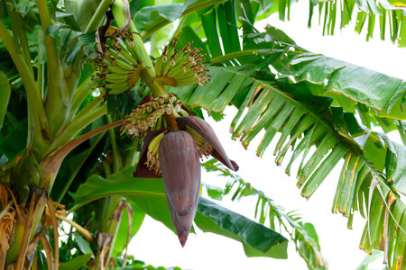 Red fresh banana cabbage on banana tree.の写真素材