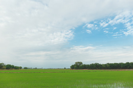 Green rice field under blue sky in Thailand.の写真素材