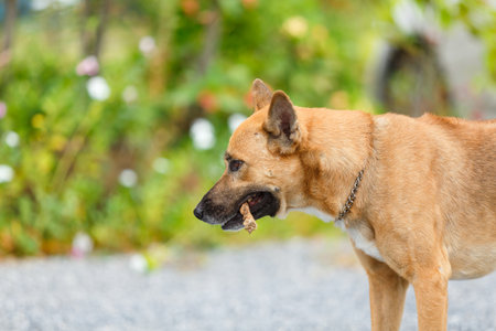 Thai local dog bite a rod on rock floor.の写真素材