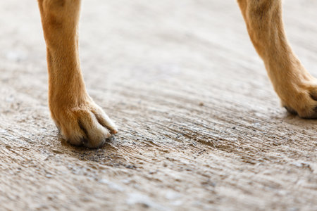 Foot of Thai local dog.の写真素材