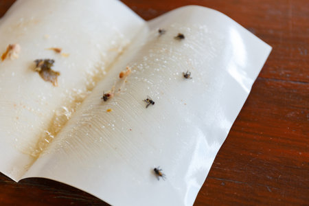 White paper with glue for homemade fly trap.の写真素材