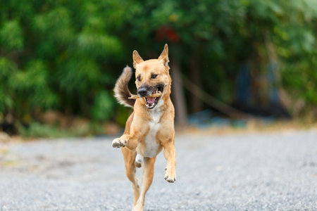 Thai local dog playing and running on rock floor.の写真素材