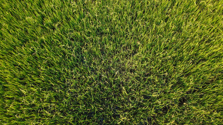 High angle view of green rice field.の写真素材