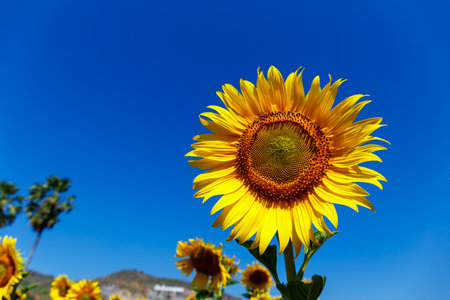 Beautiful Sunflower under blue sky.の写真素材