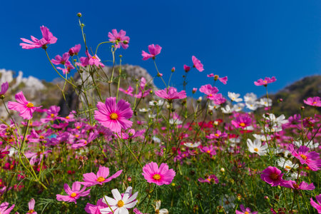 Beautiful cosmos flower field under blue sky.の写真素材
