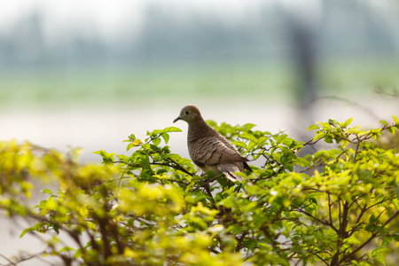 Bird in the house garden,problem in the current city.の写真素材