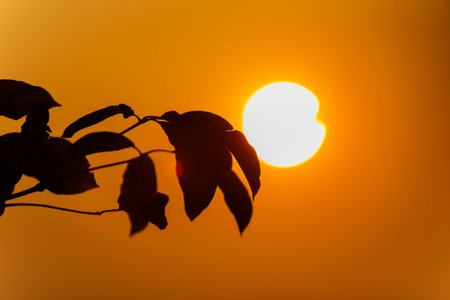 Silhouette Leaf with the golden sky at sunset time.の写真素材