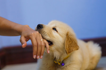 Golden retriever puppy sleeping on floor.の写真素材