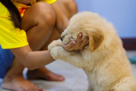 Golden retriever puppy playing and bite owner hand.の写真素材