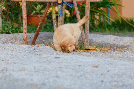 Puppy golden retriever Puppy bite his owner foot.の写真素材