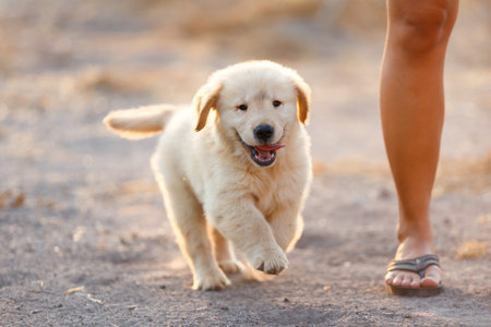 Puppy golden retriever Puppy bite his owner foot.の写真素材