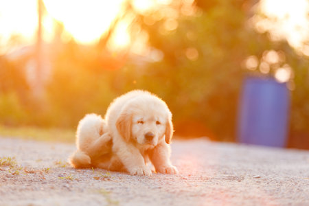 Puppy golden retriever Puppy bite his owner foot.の写真素材