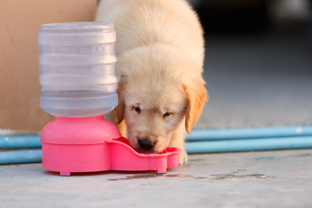 Golden retriever puppy drinking water with dog water feed.の写真素材