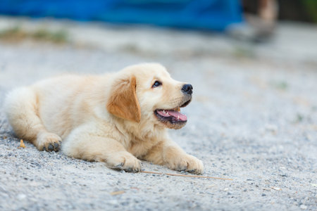Golden retriever puppy looking and waiting its owner for play and food.の写真素材