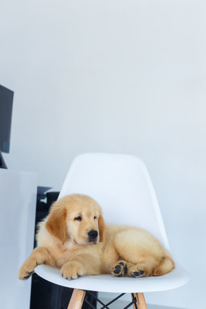 A Golden retriever puppy waiting on white chair.の写真素材