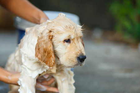 A Golden retriever puppy bathing with happy moment.の写真素材