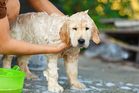 A Golden retriever puppy bathing with happy moment.の写真素材