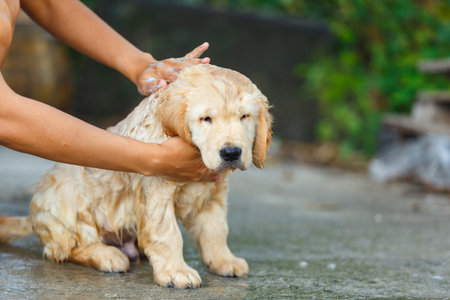A Golden retriever puppy bathing with happy moment.の写真素材