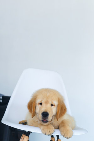 A Golden retriever puppy waiting on white chair.の写真素材