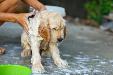 A Golden retriever puppy bathing with happy moment.の写真素材