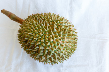 Ripe Thai durian fruit for exportの写真素材