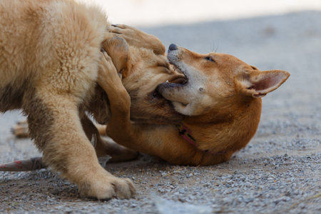 Two dogs are playing and fighting on ground floor.の写真素材