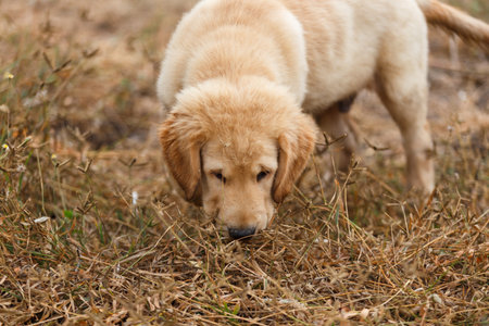 A little puppy golden retriever's grass field survey.