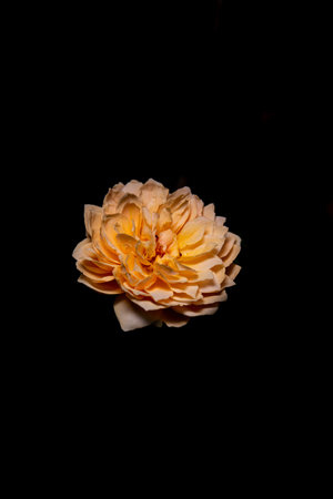 Orange Roses Blooming on a Dark Backgroundの写真素材
