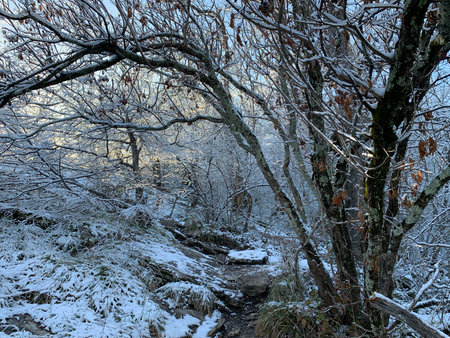 Winter landscape with snow covered trees and footpath in the forest.の写真素材