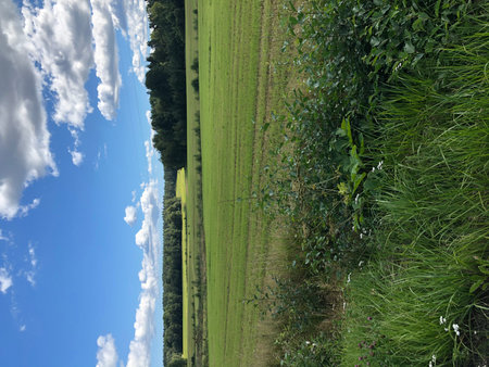 Rural landscape with green fields and blue sky with white clouds.の写真素材