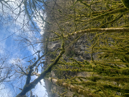 Mossy tree in the forest with clear water and blue skyの写真素材