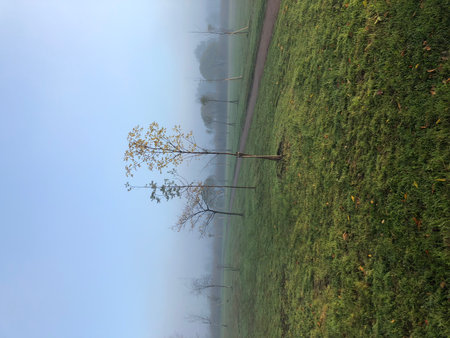 Lonely tree in the middle of a foggy meadowの写真素材