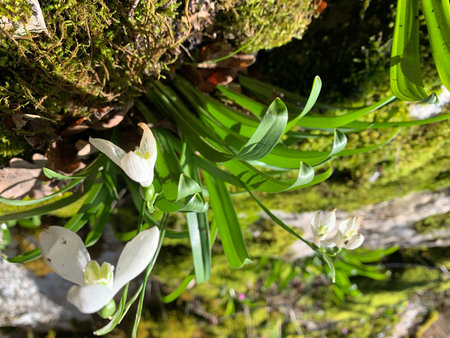 Snowdrop flowers in the forest, Galanthus nivalisの写真素材