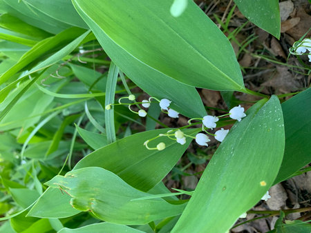 Lily of the valley (Convallaria majalis).の写真素材