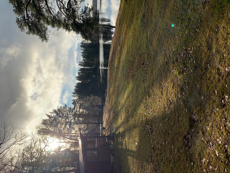 Sunset in the forest with trees and a wooden walkway.の写真素材