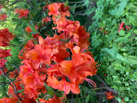 Azalea flowers in the garden. Bright red azalea flowers.の写真素材