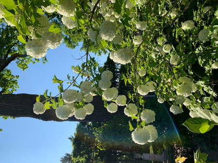 White hydrangea flowers on a background of blue sky.の写真素材